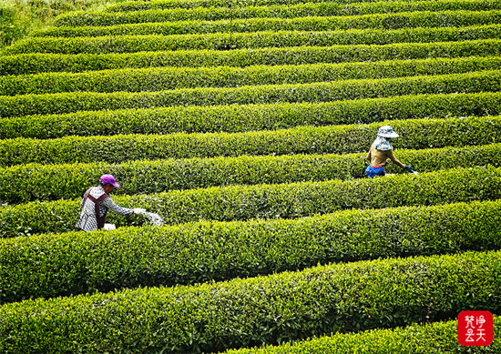 铜仁基层党组织田间助春耕