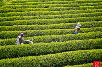 铜仁基层党组织田间助春耕