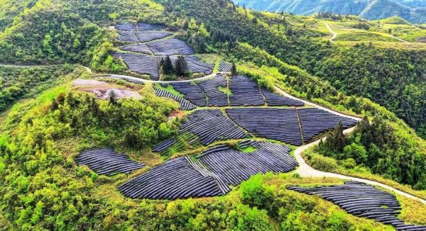 江口：碾茶管护忙 绘就春季好“丰”景