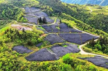 江口：碾茶管护忙 绘就春季好“丰”景