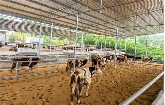 沿河农信联社：250万元金融“活水”助力肉牛养殖扩规增效