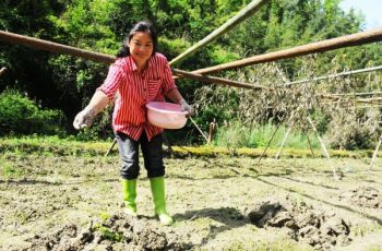 碧江种菜大户勤劳致富带动乡邻共增收