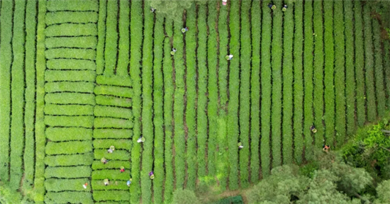 铜仁抹茶,凭什么出圈?