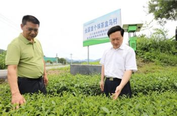 穆嵘坤到江口县调研梵净抹茶产业发展工作