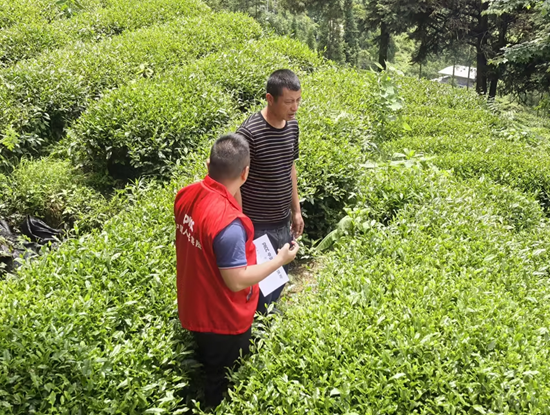 人保财险铜仁印江支公司:精准摸排病害 筑牢茶产业风险防线