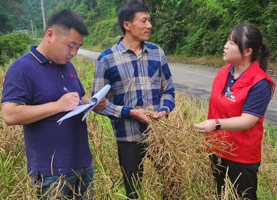 人保财险铜仁万山支公司:快速赔付 油菜受灾受损