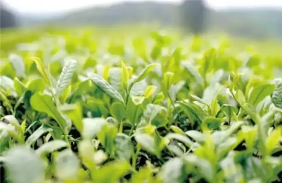 茶机轰鸣绿浪翻，一片茶叶牵起粤黔千里情