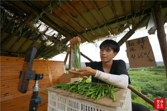 田间地头设直播间 玉屏辣椒现采现卖