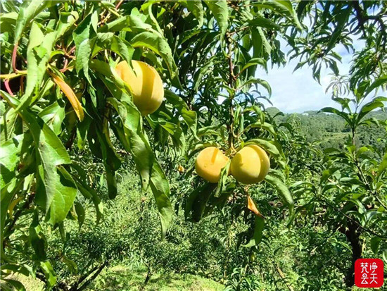 长丰乡蜂糖李即将甜蜜登场