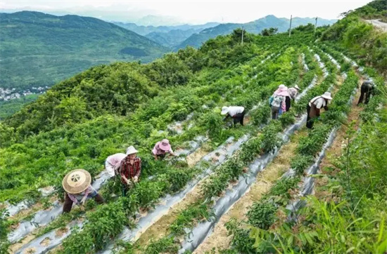 印江：手机直播治椒病 保险兜底稳收成