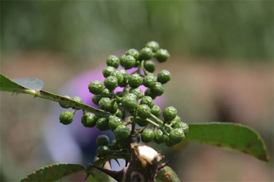 640 (2)