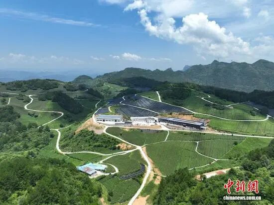 中新网聚焦铜仁德江:碾茶多季采收 激活茶园全链效能