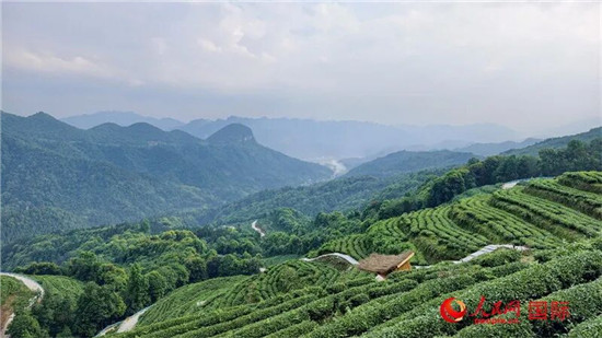 一“抹”铜仁绿 茶香溢四海