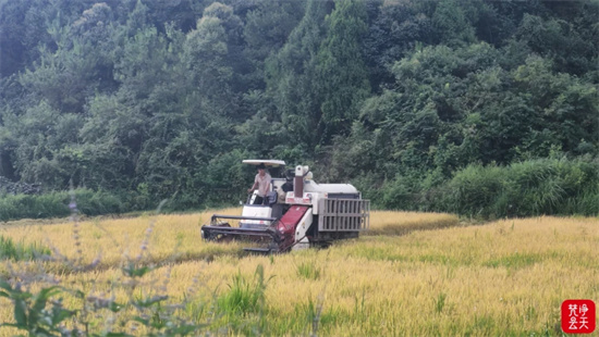 碧江滑石乡白水村双季稻熟了