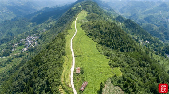 沿河思渠镇烤烟采收烘烤正当时