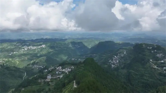 德江:深山天麻新鲜上市