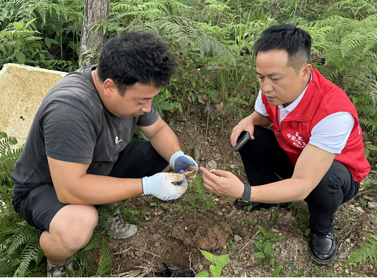 人保财险铜仁德江支公司:深耕特色农险 为万亩天麻撑起“安全伞”
