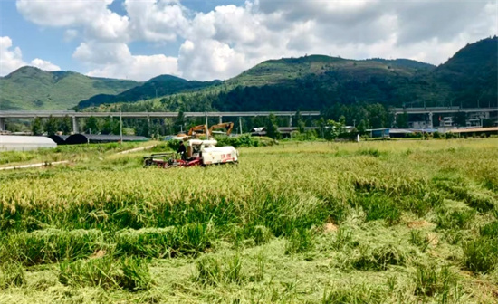 印江合水镇:科技育良种 稻浪迎丰收