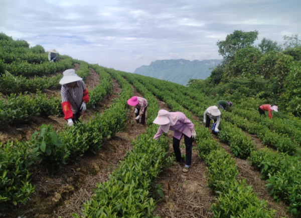 沿河后坪茶园秋管忙