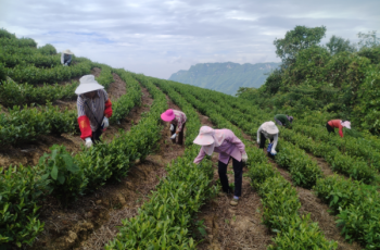 沿河后坪茶园秋管忙