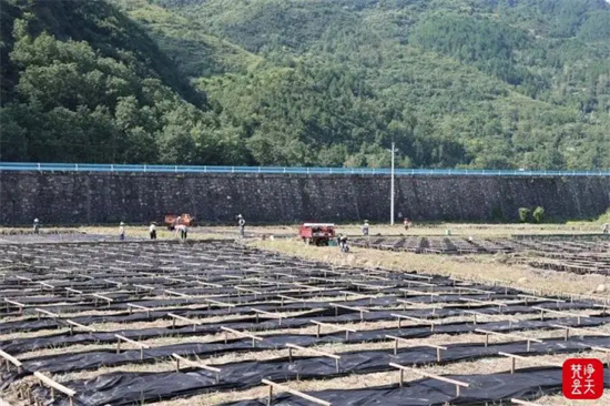 秋收秋种无缝衔接  印江合水“稻耳轮作” 解锁一地多收