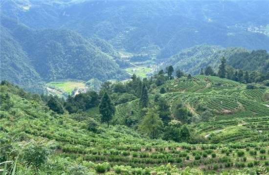 工行铜仁分行以普惠金融“贷”动抹茶飘香