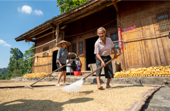 碧江茶园山村：稻谷满庭芳 尽是丰收烟火