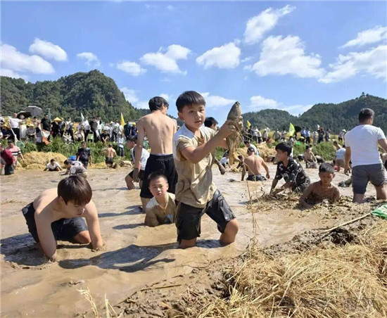 稻浪翻金庆丰收 玉屏郭家湾贡米开镰