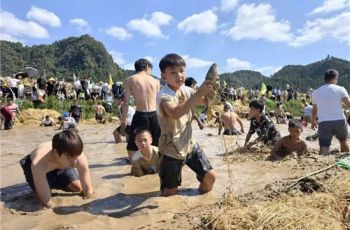 稻浪翻金庆丰收 玉屏郭家湾贡米开镰