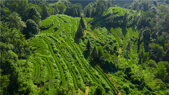 铜仁抹茶:标准化破局百亿产业路