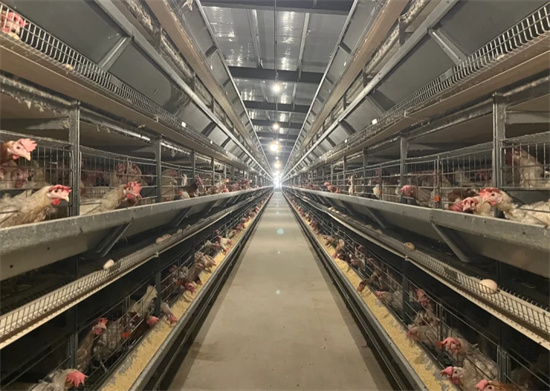 碧江:做强生态畜牧 特色产业赋能乡村振兴