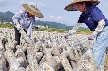 央广网聚焦松桃：稻收田不闲 菌棒管护忙