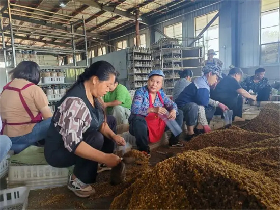 玉屏:羊肚菌菌包生产忙