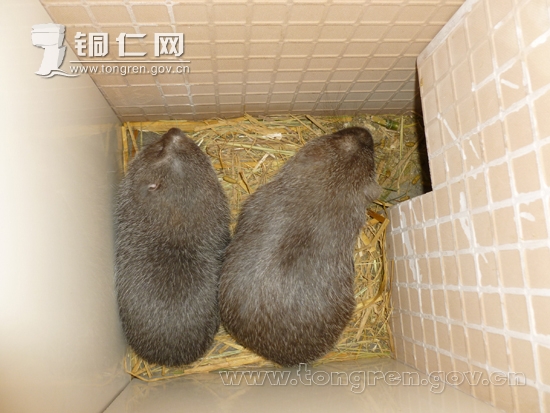 毛老鼠如何饲养