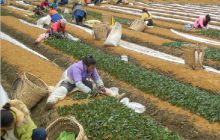 德江平原乡茶叶育苗助农民增收４万余元