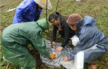 枫香溪党员干部齐上阵 种植5.3万亩核桃