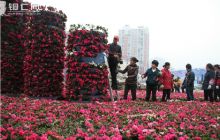 市城管局扮靓城市喜迎春节