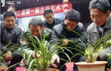 德江县举办第一届兰花艺术节