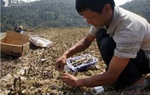 德江2013年发展核桃7.5万亩