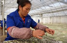 德江2013年落实8万亩烤烟面积