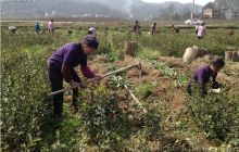 松桃孟溪 产业吹来致富风