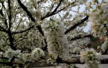 “印江花海”诚邀八方宾客光临