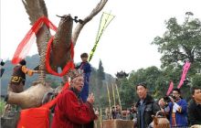 石阡举办2013仡佬族敬雀节