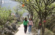 沿河沙子李花飘香醉人