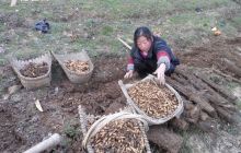 沙溪乡14.2万平米天麻兴起“翻窝扩面”攻坚战