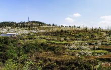 松桃盘石黄连梨园花正浓