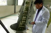 松桃春茶加工忙