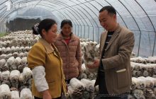 沿河米溪村灰平菇长势喜人