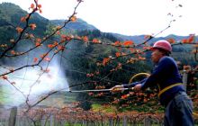 松桃牛郎：葡萄架下的希望