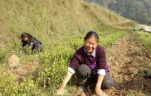 印江：缠溪镇扎实推进“三个万元”工程